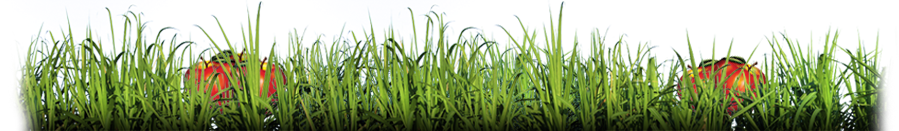 agegate-grass-image